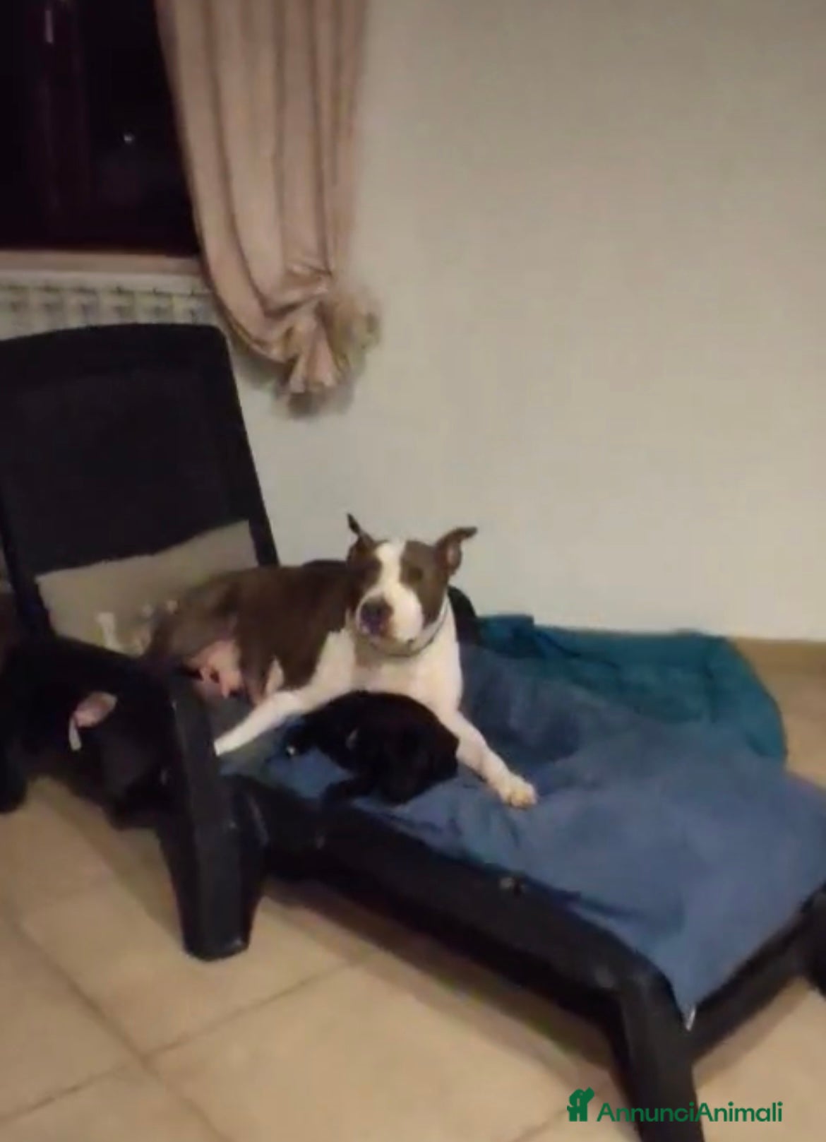 Meticcio cani Vendita cucciola - Annuncio 1