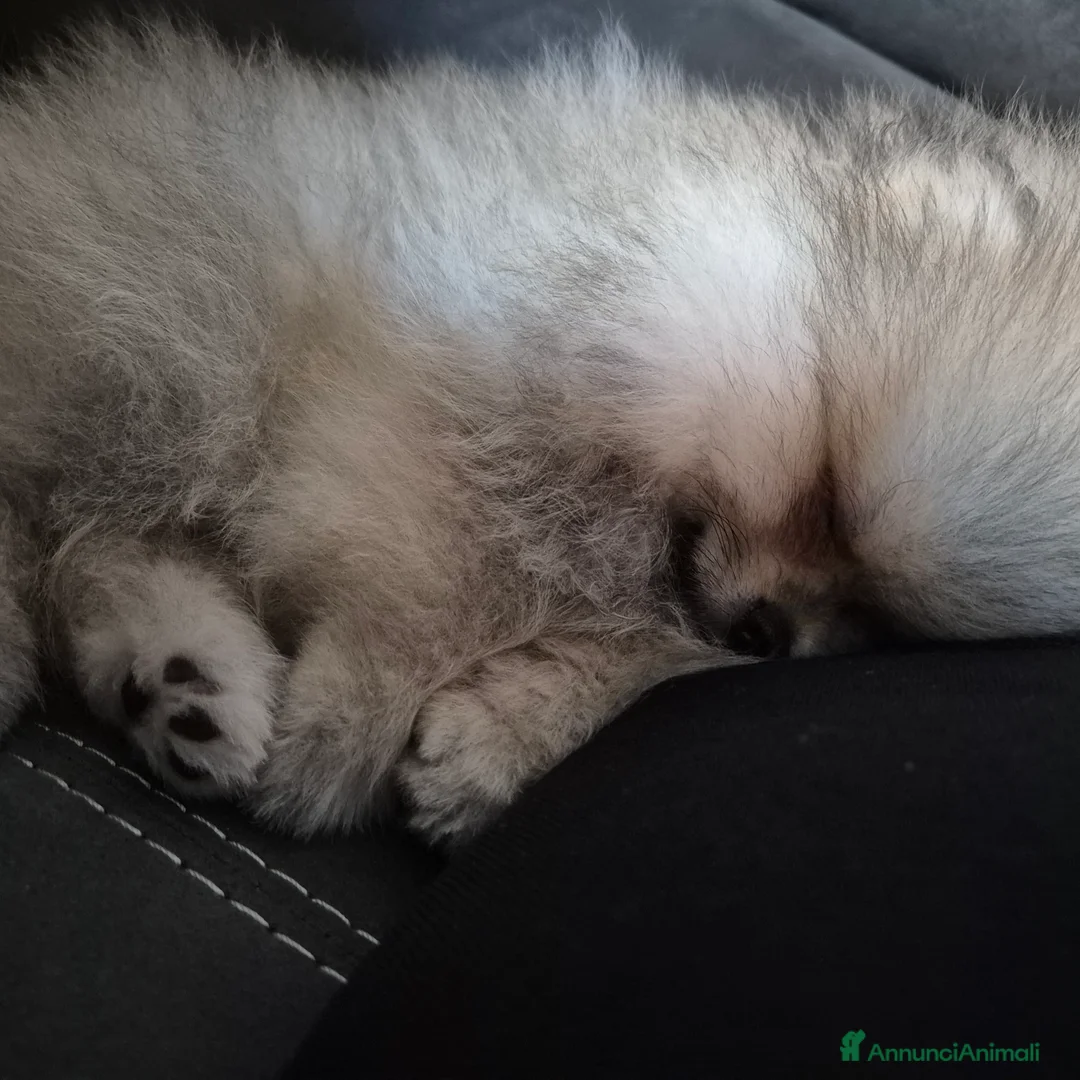 Volpino Pomerania cani in vendita: Spitz di pomerania tedesco nano  a Provincia di Oristano - Annuncio 1