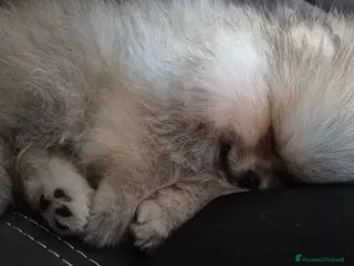 Volpino Pomerania cani Spitz di pomerania tedesco nano a Provincia di Oristano - Annuncio 2