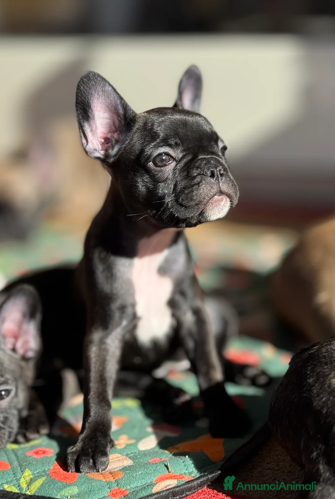 Bulldog Francese cani in vendita: Cuccioli selezionati di bulldog francese - Annuncio 2