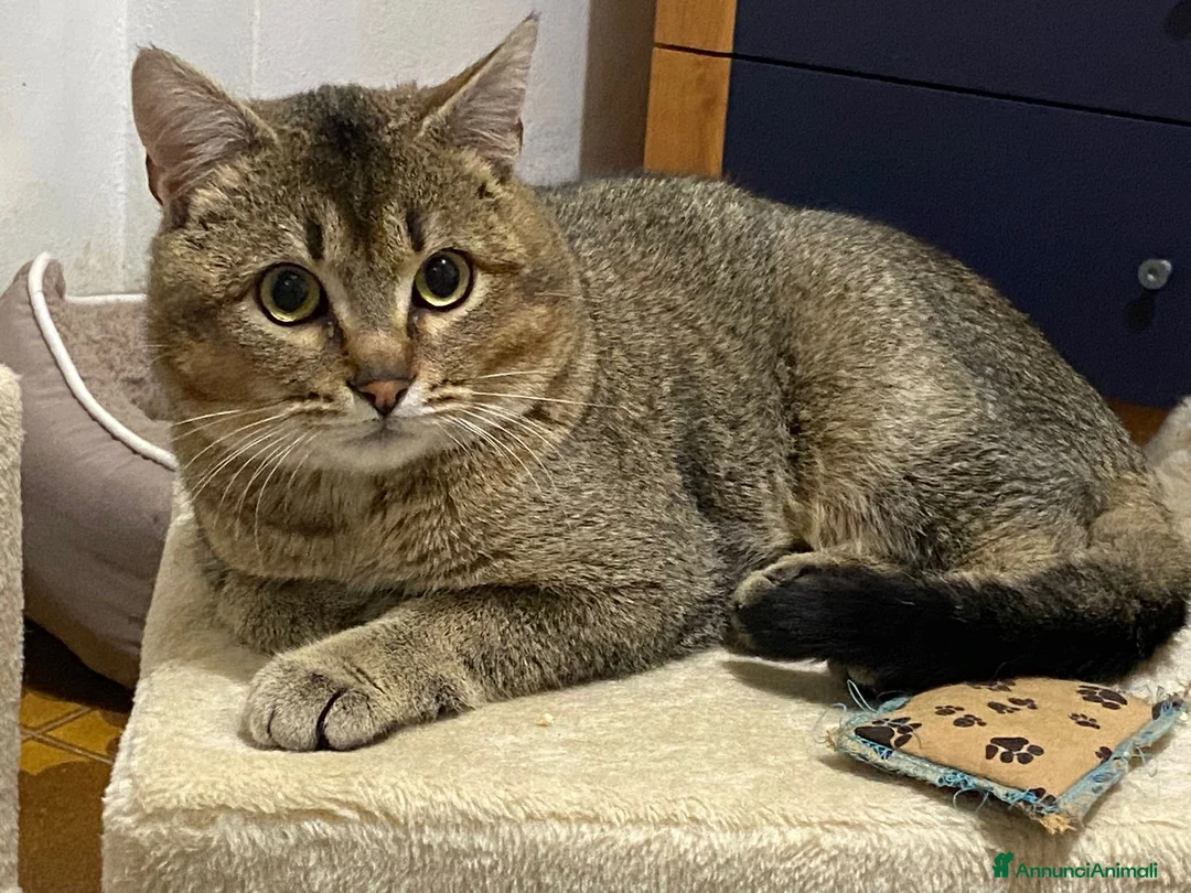 Meticcio gatti in regalo: Bibó cerca adozione del cuore - Annuncio 1