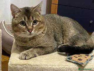 Meticcio gatti Bibó cerca adozione del cuore - Annuncio 35