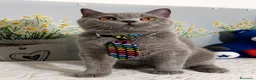 Scottish gatti in vendita: Scottish Straight Marloy - Annuncio 2