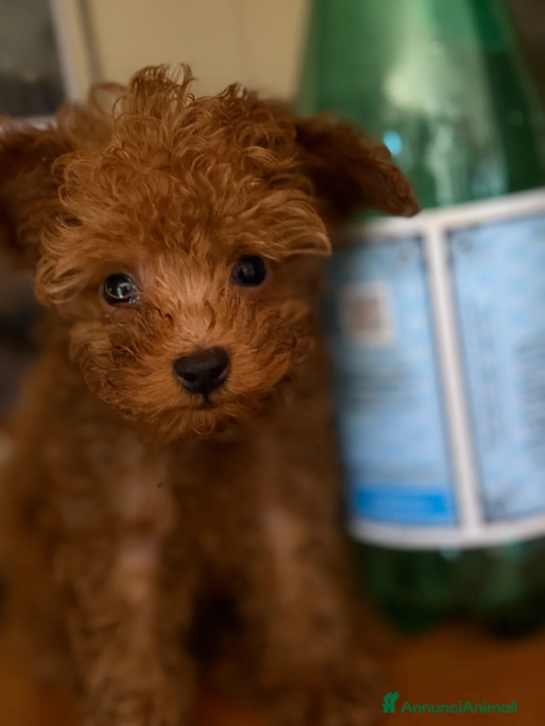 Barboncino Toy cani in vendita: Cuccioli barboncino Toy  - Annuncio 2