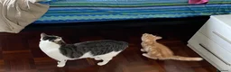 Europeo gatti in regalo: Gattini inseparabili - Annuncio 16