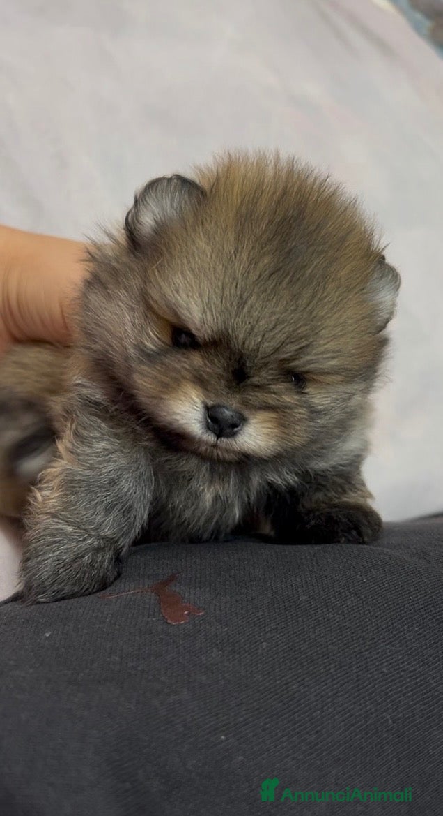Spitz cani in vendita: Pomerania Spitz tedesco nano  - Annuncio 1