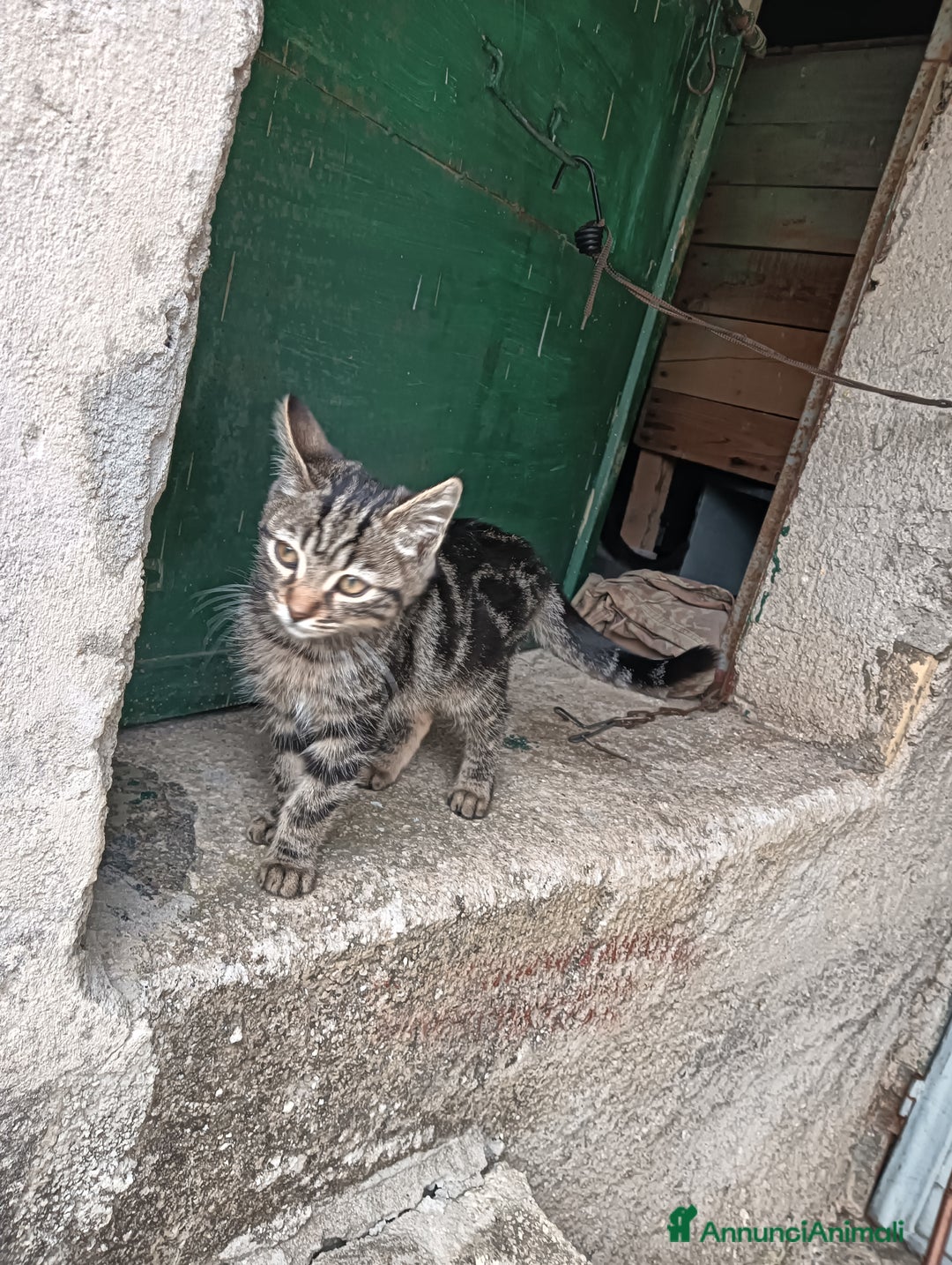 Europeo gatti in regalo: Gatti ni  - Annuncio 11