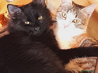 Europeo gatti SPLENDIDI MICINI PAMY E PELU - Annuncio 1