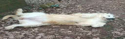Altre razze cani in regalo: REBECCA rimasta sola!Dolce past. vandeano a Provincia di Lucca - Annuncio 3