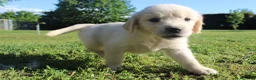 Golden Retriever cani in vendita: ultimi 2 cuccioli di golden retriever con pedigree - Annuncio 4