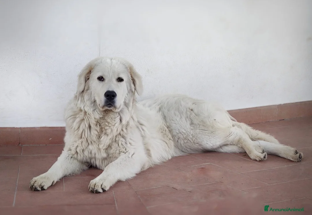 Pastore Maremmano cani in vendita: Pastore Maremmano Abruzzese - Alta Genealogia - Annuncio 2