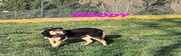 Meticcio cani in regalo: WOODY sui 3 anni una timidina - Annuncio 4