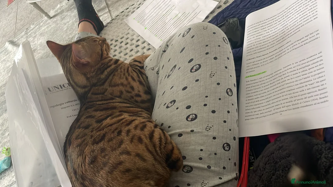 Bengala gatti in vendita: Bengala gattone maschio a Città Metropolitana di Bologna - Annuncio 7