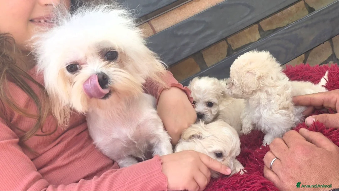 Maltipoo cani in vendita: Maltipoo - Annuncio 15