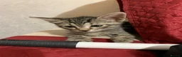 Meticcio gatti in regalo: Mammina di 8 mesi e cuccioli di 2 mesi  - Annuncio 10