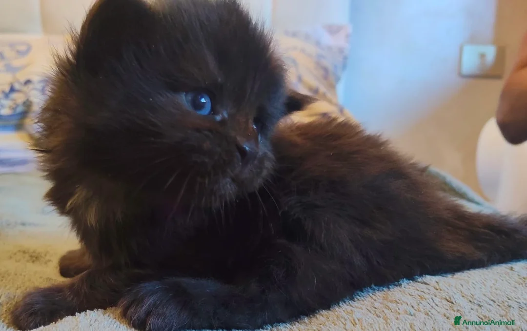 Maine Coon gatti in vendita: 7 cuccioli di Maine coon certificati afef - Annuncio 1