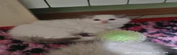 Ragdoll gatti in vendita: Ragdoll cuccioli  a Città Metropolitana di Torino - Annuncio 9