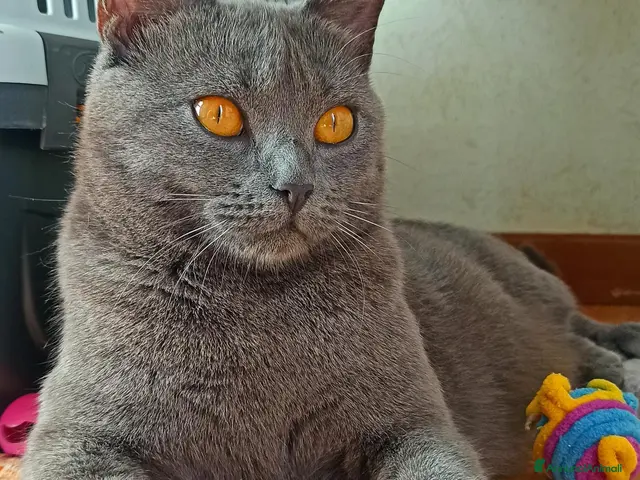 Certosino gatti Certosino - Annuncio 1