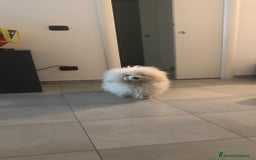 Bichon cani per accoppiamento: Bichon Frise’ Maschio per inseminazione a pagament a Provincia di Salerno - Immagine 2
