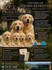 Golden Retriever cani Golden Retriever Femmina - Annuncio 7