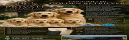 Golden Retriever cani in vendita: Golden Retriever Femmina - Annuncio 1