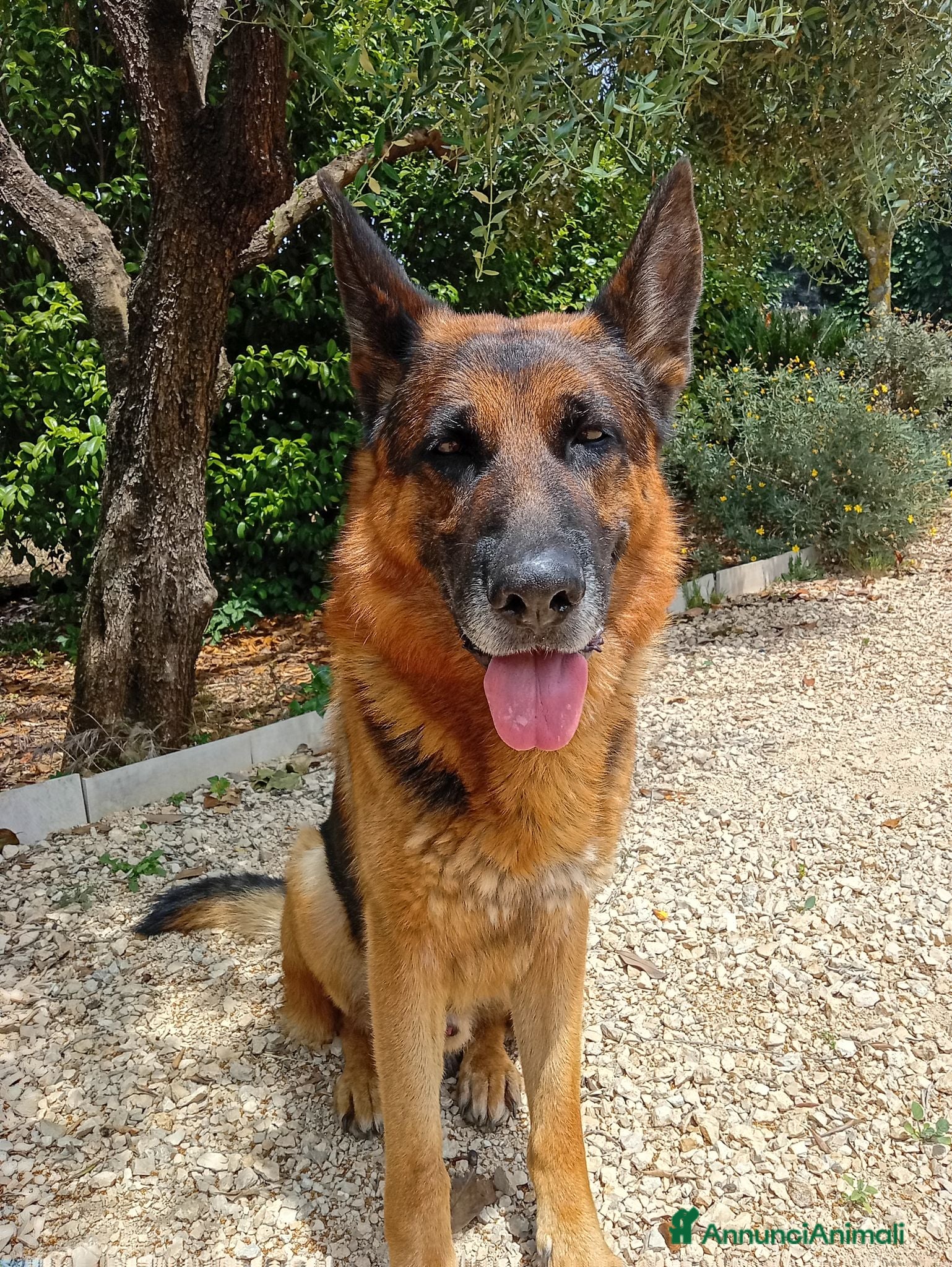 Pastore Tedesco cani Cuccioli cane pastore tedesco  - Annuncio 6