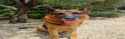 Pastore Tedesco cani in vendita: Cuccioli cane pastore tedesco  - Annuncio 1