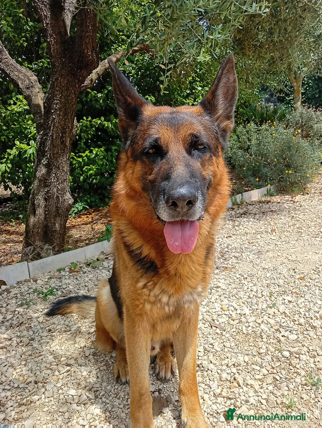 Pastore Tedesco cani in vendita: Cuccioli cane pastore tedesco  - Annuncio 1