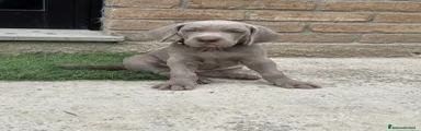 Weimaraner Cucciola collare rosa