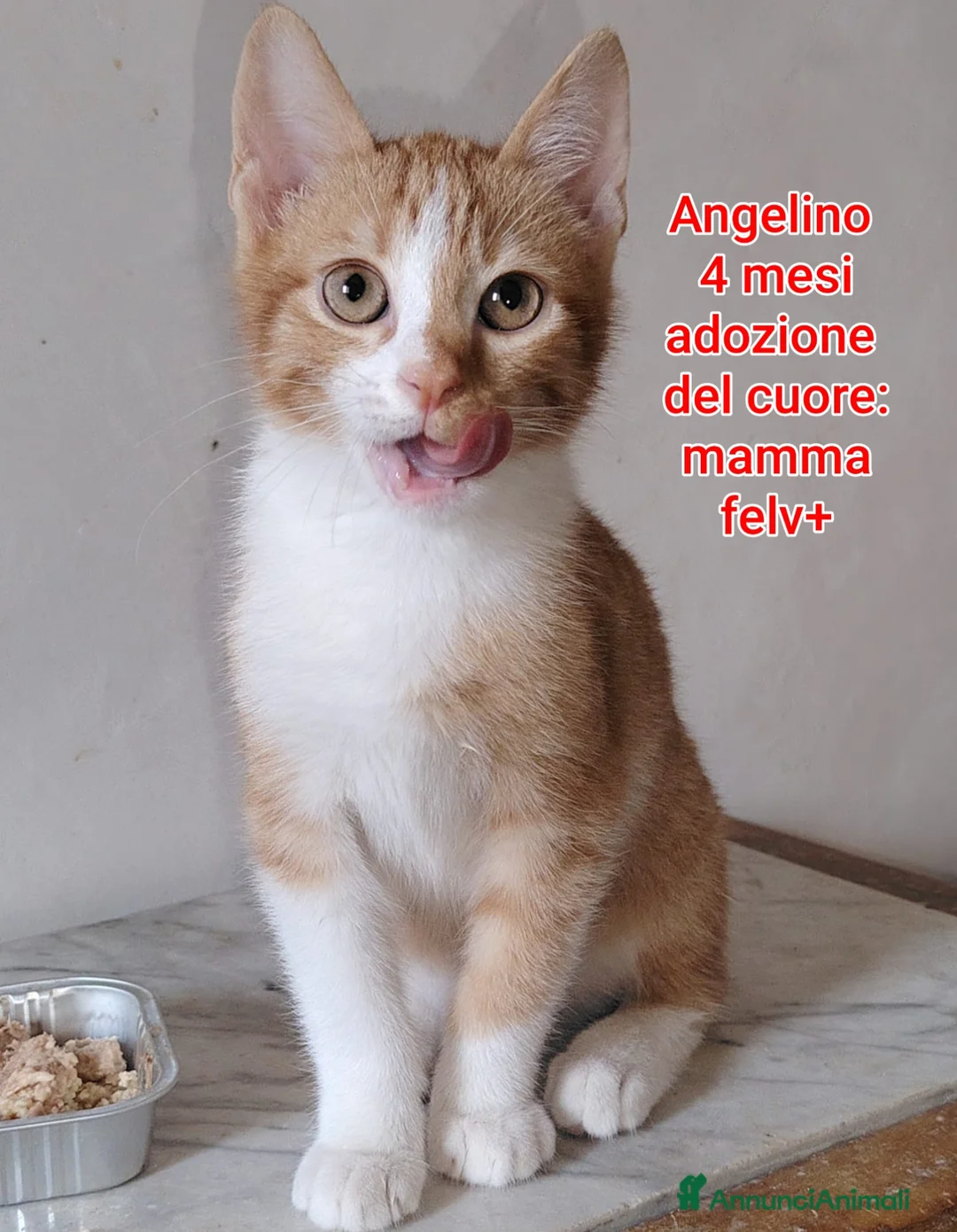 Meticcio gatti in regalo: GATTINI ABBANDONATI: URGENTE  a Città Metropolitana di Torino - Annuncio 11