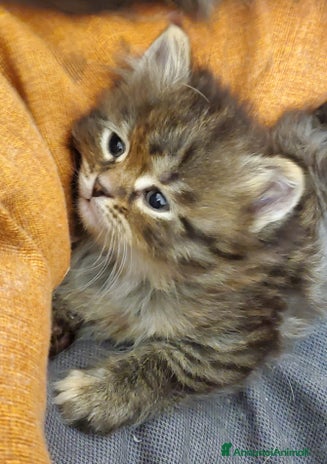 Siberiano gatti - Annuncio 4