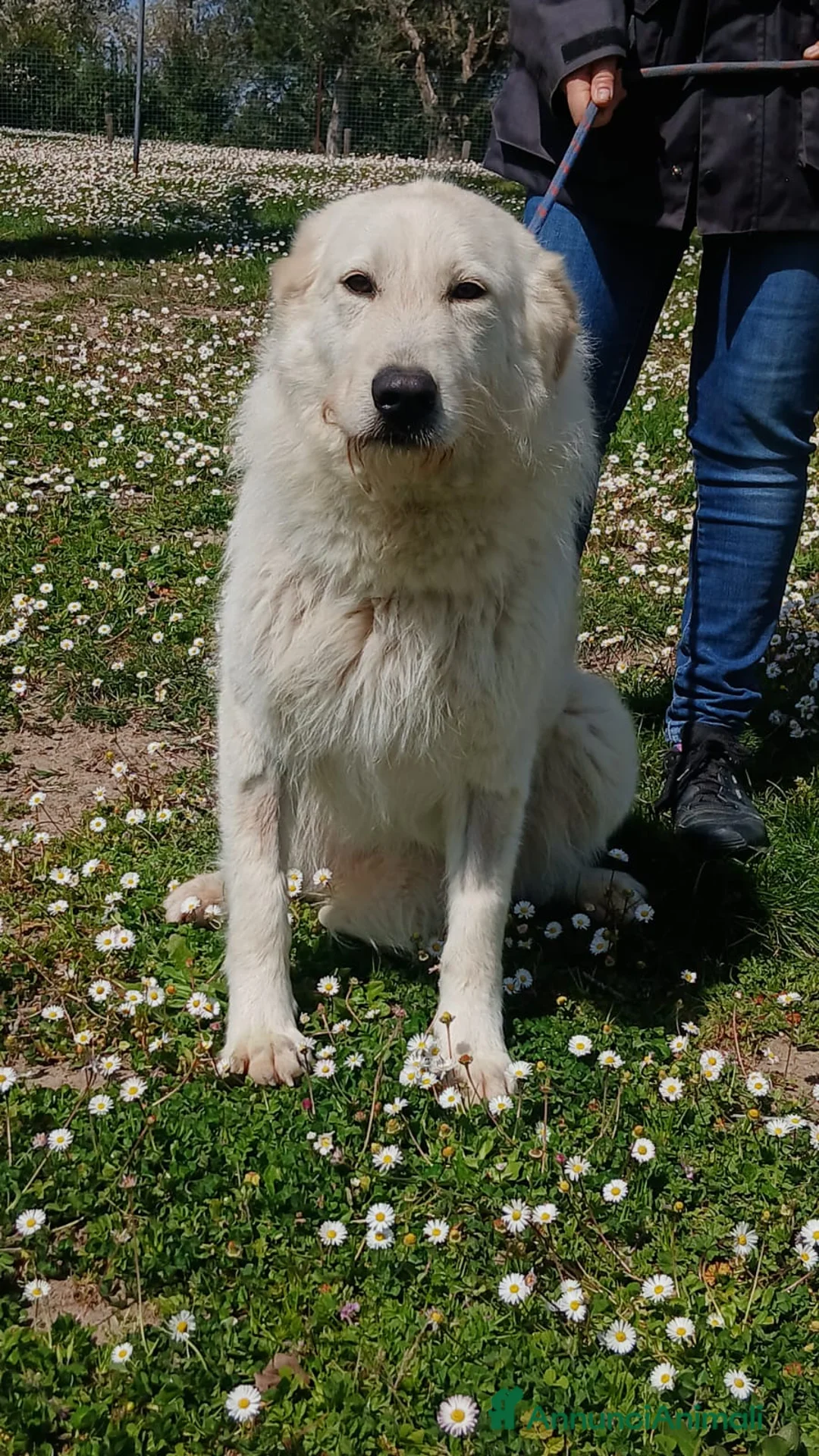 Meticcio cani in regalo: ROBERTA PAROLA D'ORDINE...ALLEGRIA, IN ADOZIONE - Annuncio 2