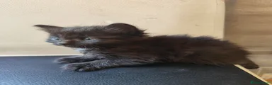 Siberiano 5