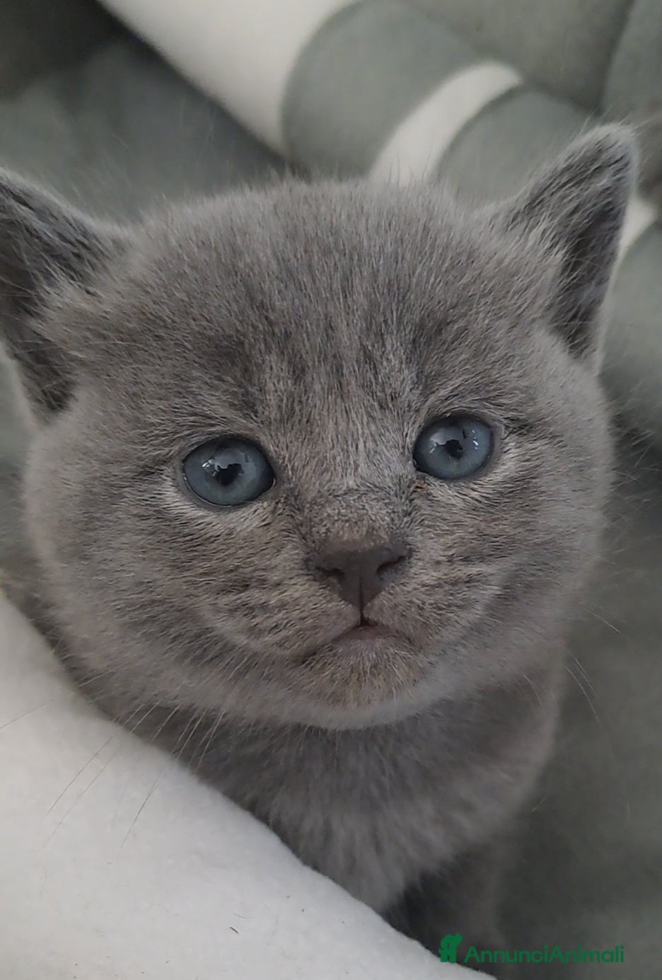 Certosino gatti Gattini Certosini - Annuncio 1