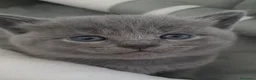 Certosino gatti in vendita: Gattini Certosini - Annuncio 1