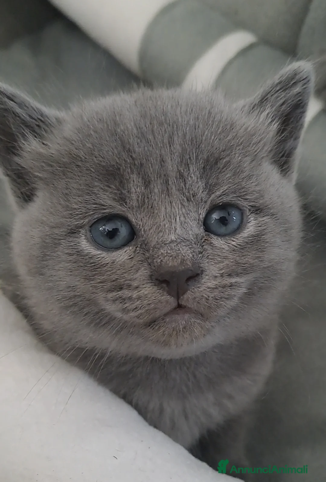 Certosino gatti in vendita: Gattini Certosini - Annuncio 1