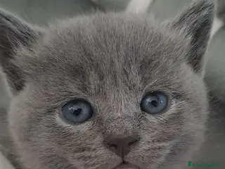 Certosino gatti Gattini Certosini - Annuncio 1