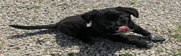 Meticcio cani in regalo: Milla 2 mesi taglia media  - Annuncio 2
