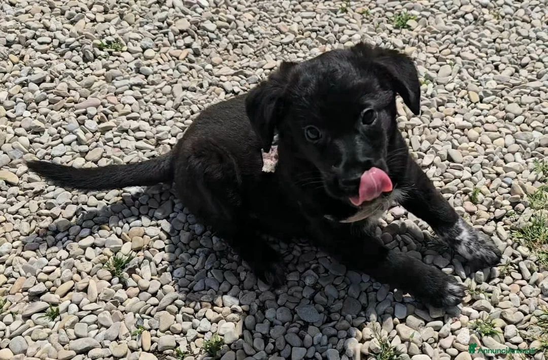 Meticcio cani in regalo: Milla 2 mesi taglia media  - Annuncio 2