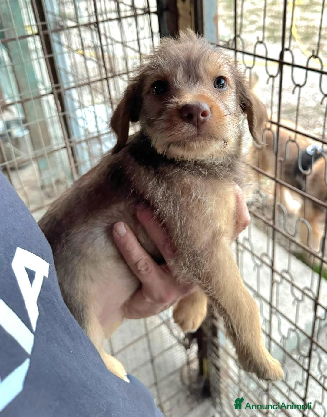 Meticcio cani in regalo: Nastja 2 mesi mix lagotto  - Annuncio 2