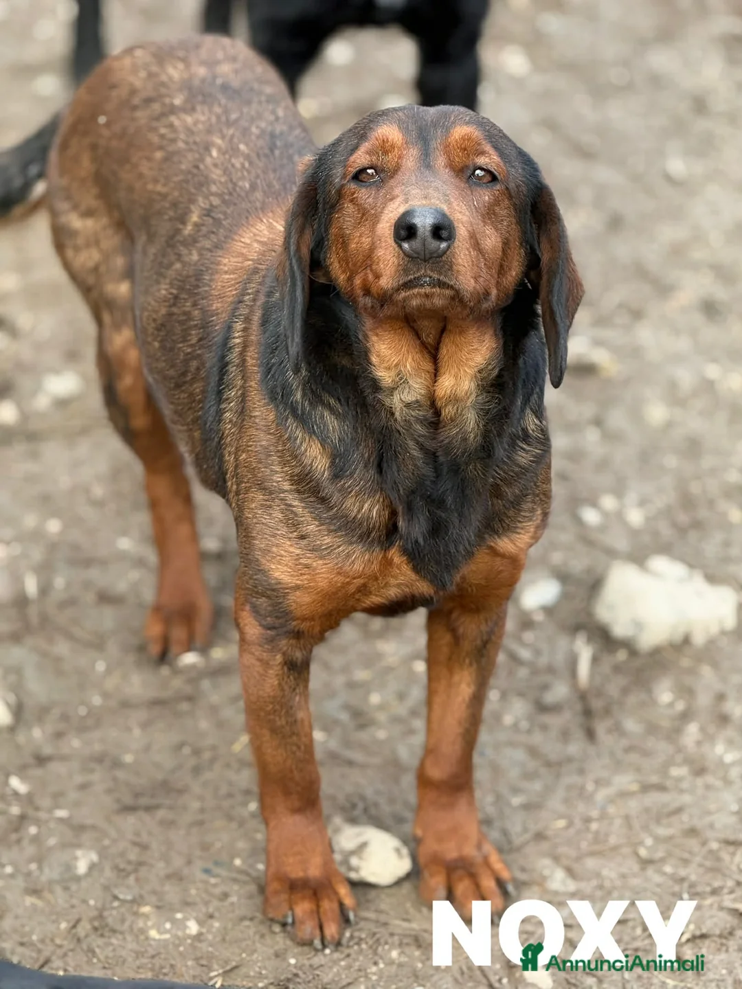 Alpenlaendische Dachsbracke cani in regalo: NOXY, piccola DACHSBRACKE super coccolona! - Annuncio 6