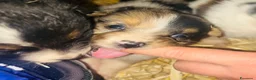 Australian Shepherd cani in vendita: Cuccioli pastore australiano  - Annuncio 4