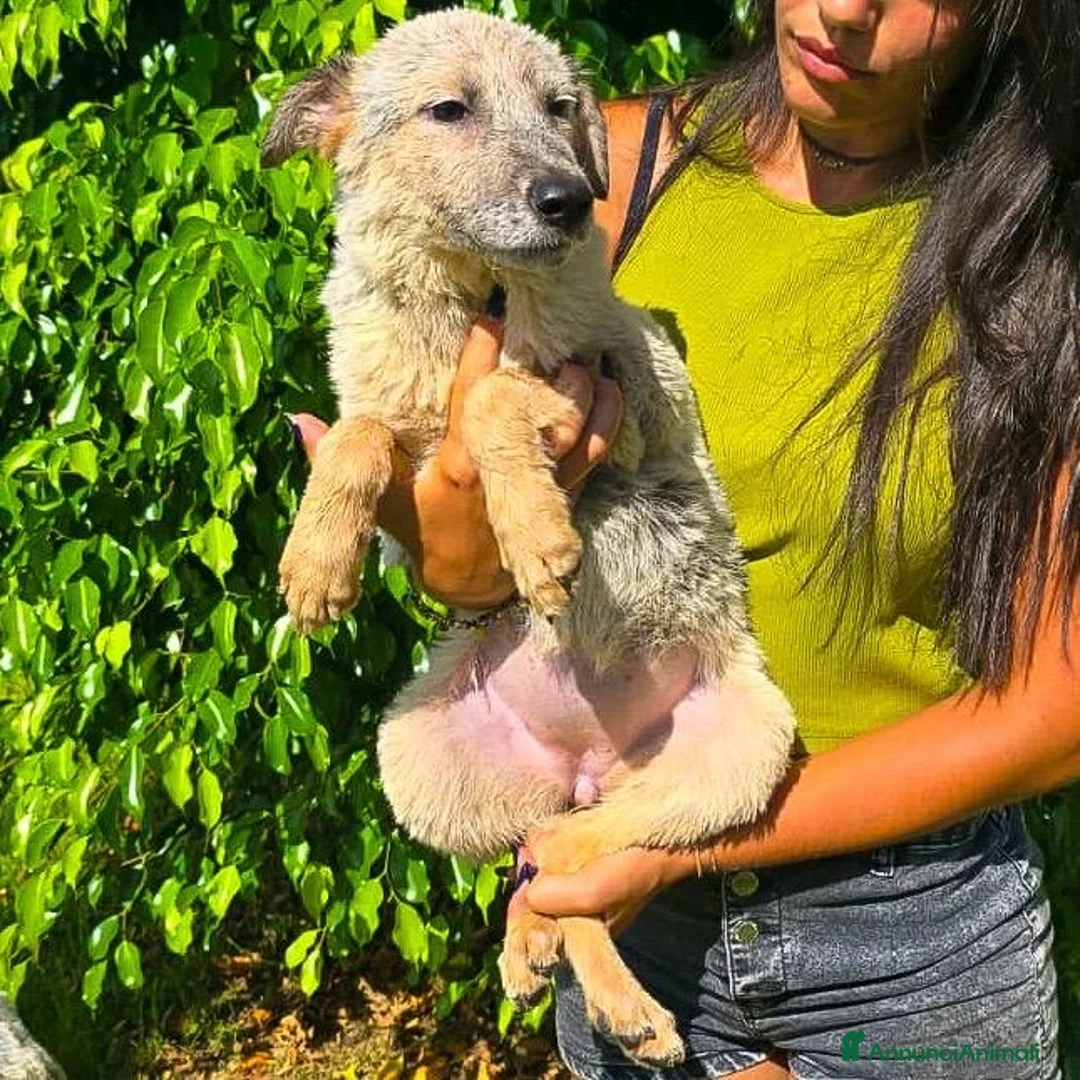 Meticcio cani in regalo: LIVIA 🩷 UNA PICCOLA ORSETTA DA ABBRACCIARE a Provincia di Mantova - Annuncio 3