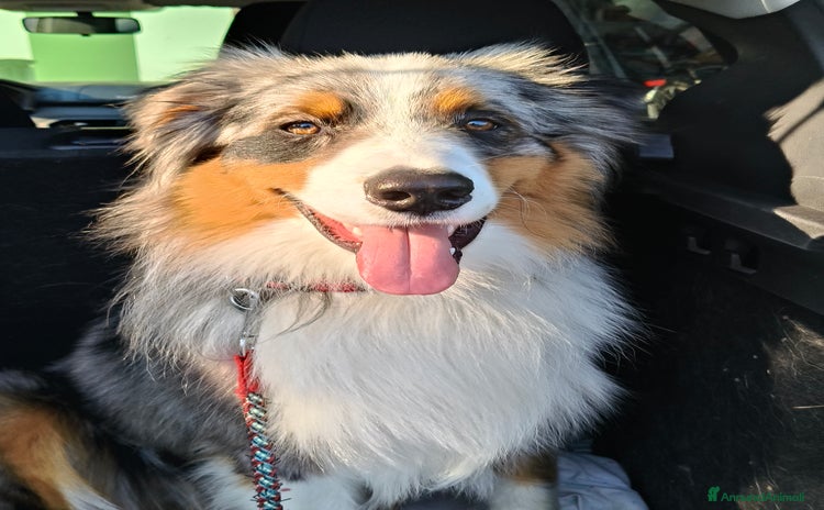 Australian Shepherd cani - Annuncio 1