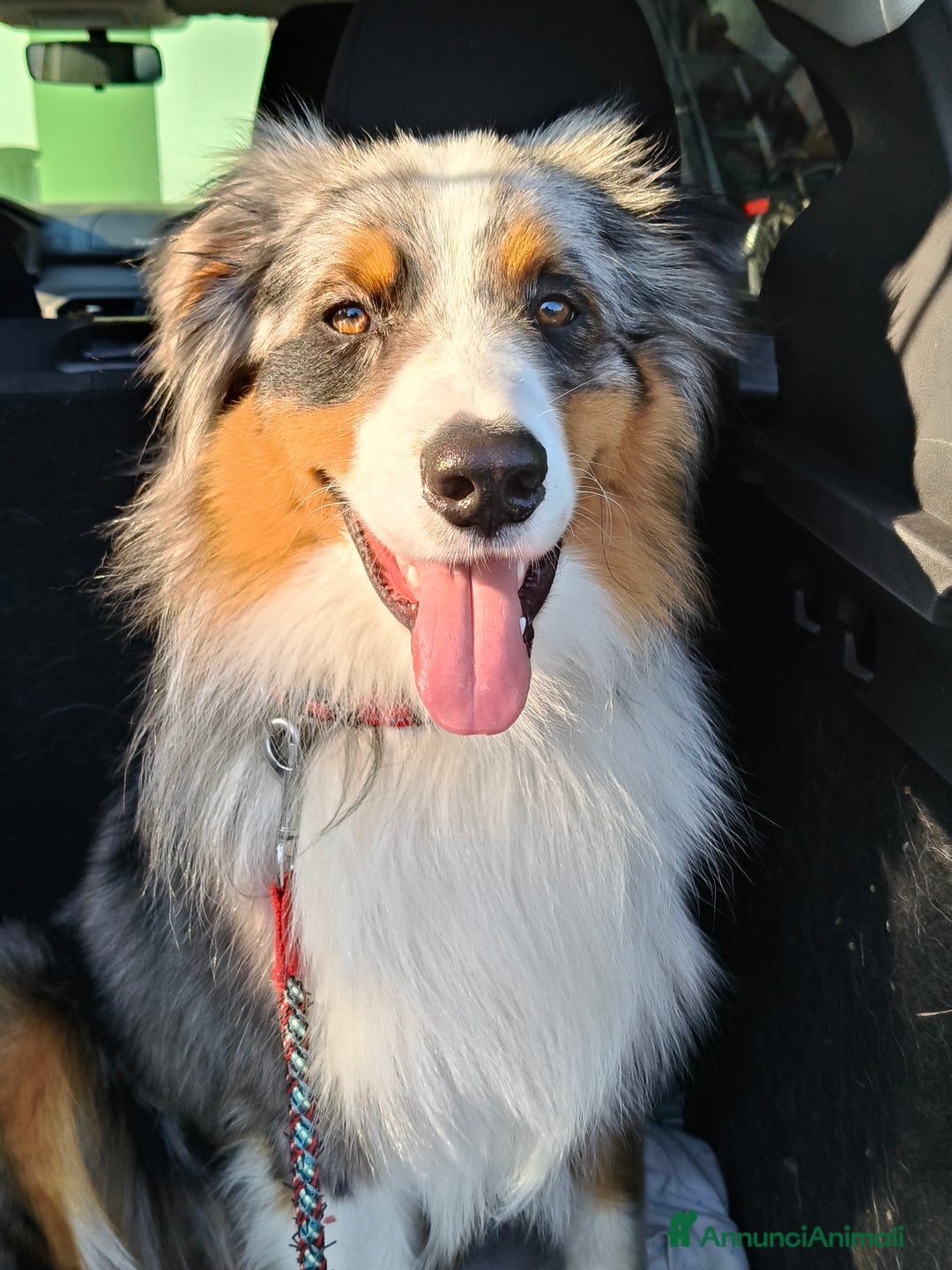 Australian Shepherd cani per accoppiamento: Cane da riproduzione - Annuncio 1
