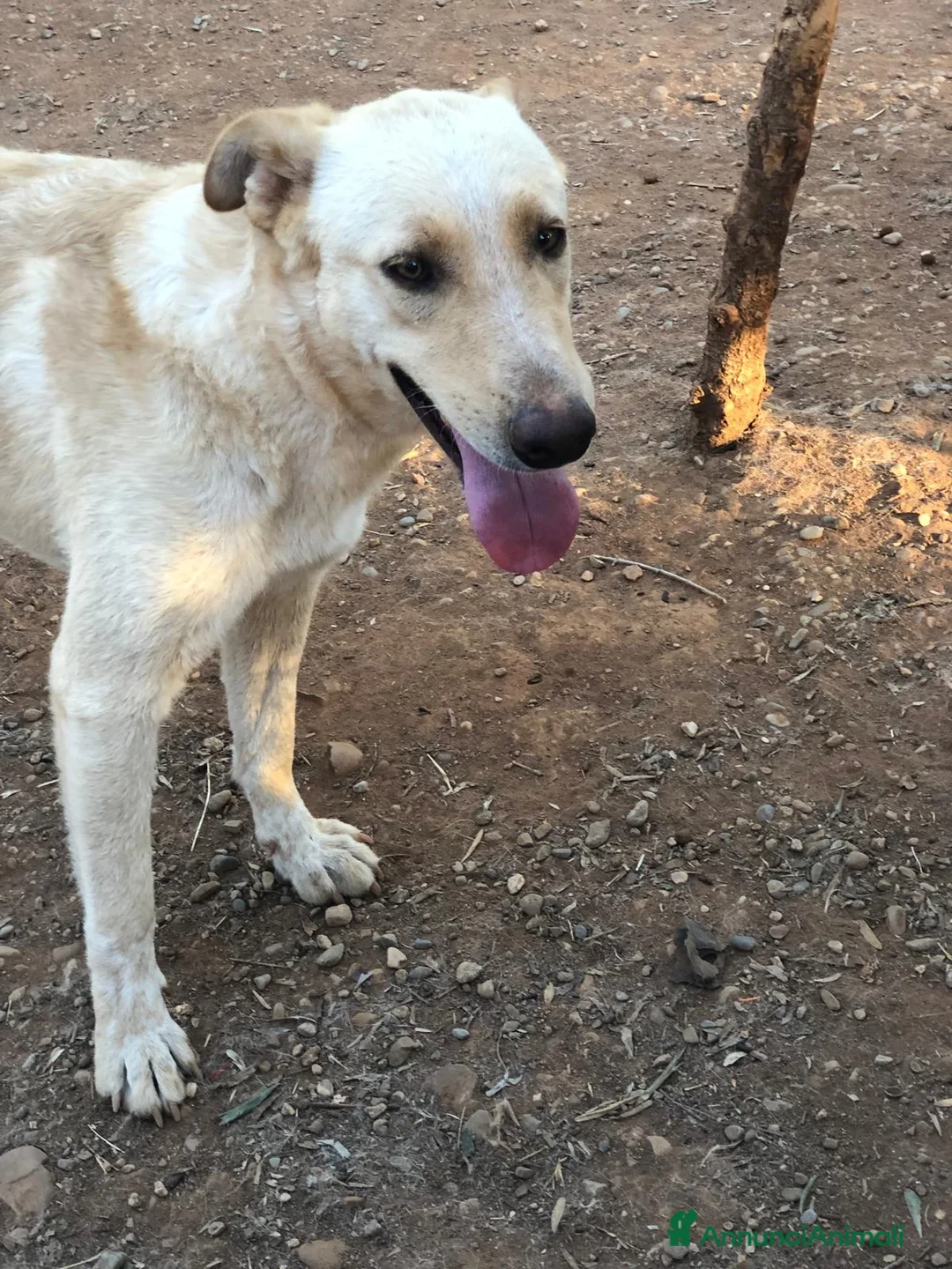 Meticcio cani in regalo: Mix pastorina 2anni pelo chiaro,in canile.CALABRIA a Città metropolitana di Milano - Annuncio 2
