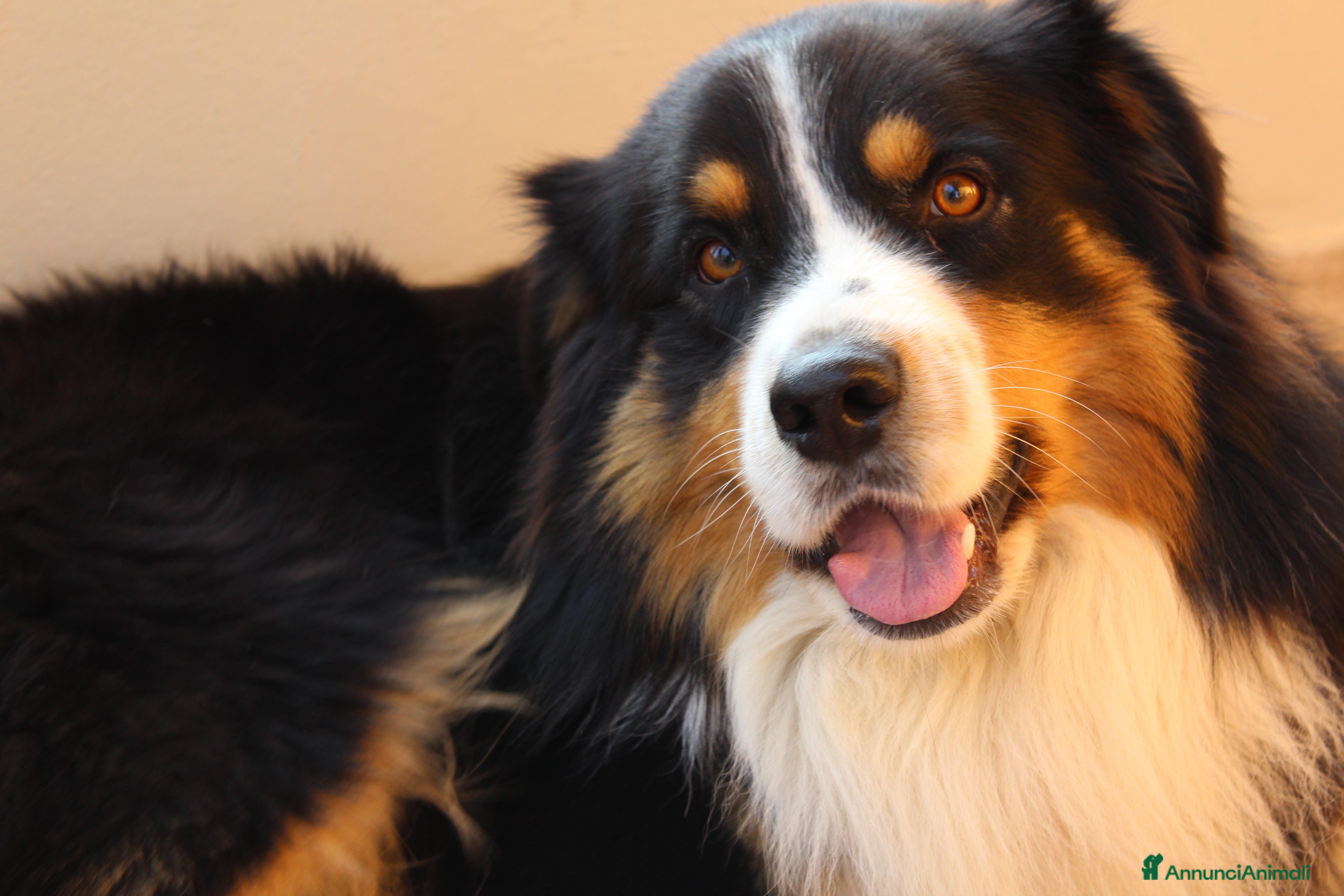 Australian Shepherd cani Disponibile per monta - Annuncio 2