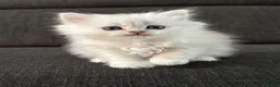 Persiano gatti in vendita: Gattini cuccioli persiano  - Annuncio 9