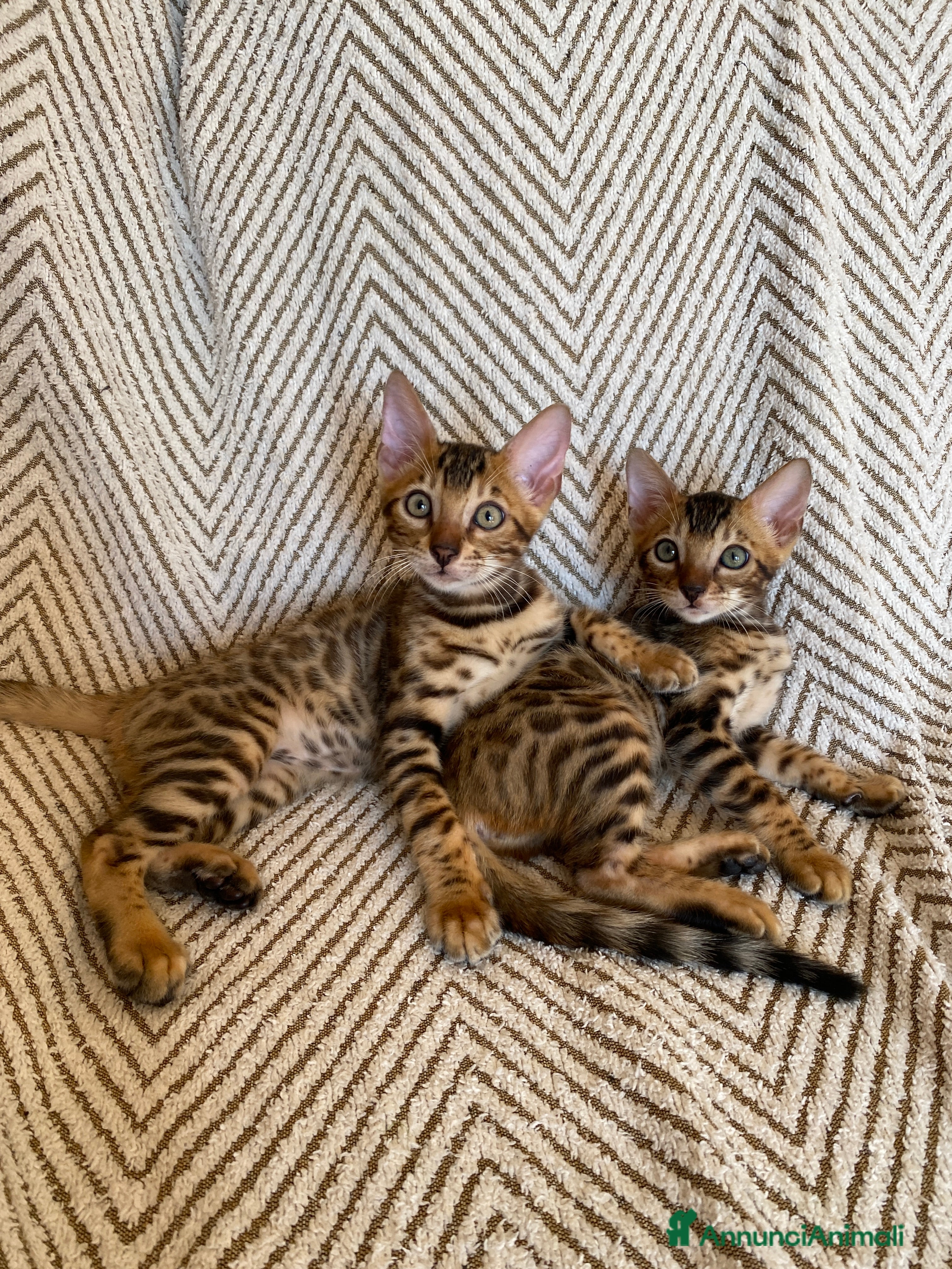 Bengala gatti Cuccioli Bengala Con pedigree  - Annuncio 12