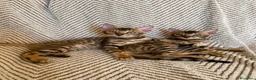 Bengala gatti in vendita: Cuccioli Bengala Con pedigree  - Annuncio 1